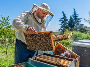 Rastreabilidade na apicultura, apicultor extraindo favos de mel da colmeia